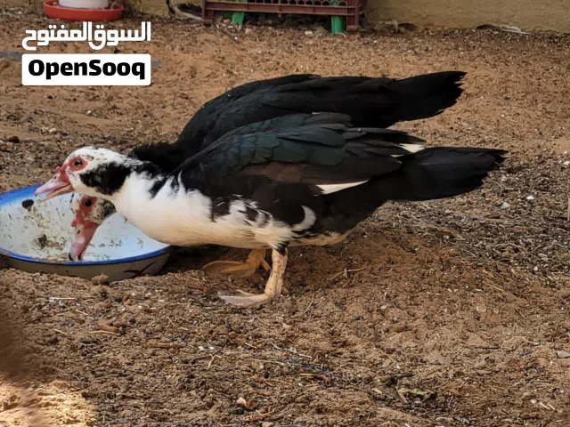 انثى بط للبيع تبيض