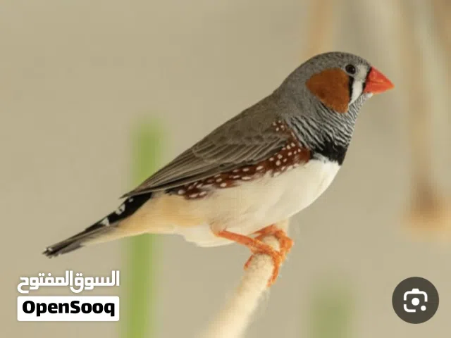 مطلوووووووب زيبرا العدد مفتوح من 50وأعلئ