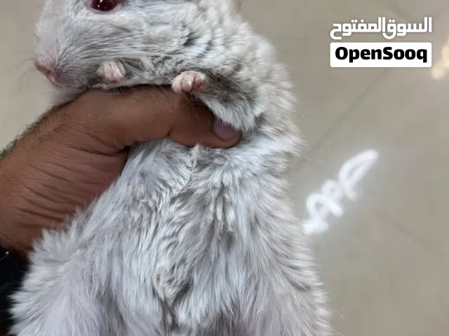 للبيع حيوان الشنشيلا ذكر