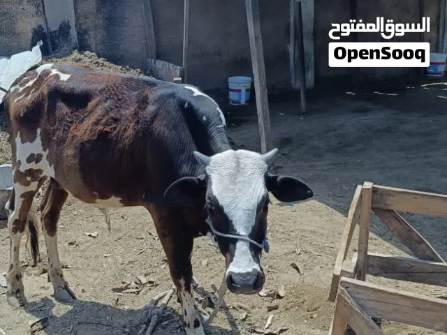 ثور محلي للبيع   العدد :2