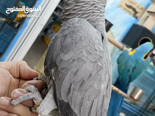 فرخ كاسكو أليف ومتكلم اقرا التفاصيل