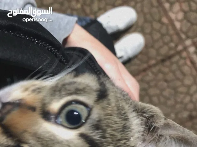 نِسرين المحاريق