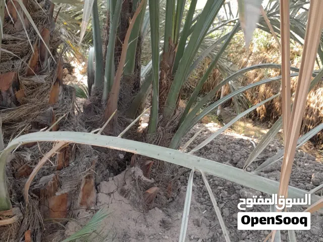 فساءل برحي للبيع اصلي مونسيجي