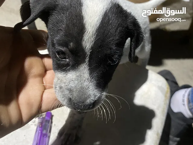 للبيع انثى بيتبول حبه قصيرة عمر 45 يوم
