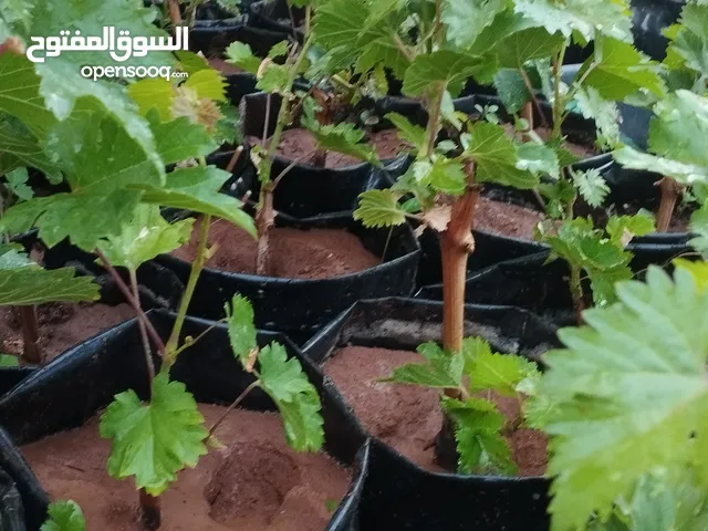 شتل دوالي عجلوني - زيني - دربلي