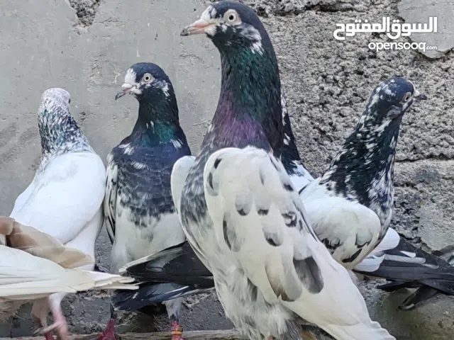 حمام باكستانيات للبيع