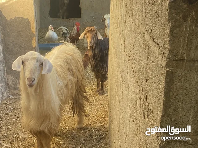 تيس من الحلال الجامودي اصل
