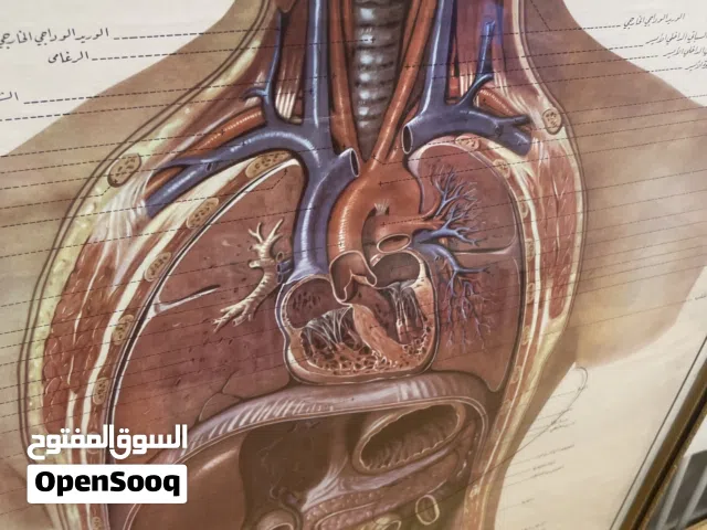 لوحة جسم الإنسان الأعضاء الداخلية
