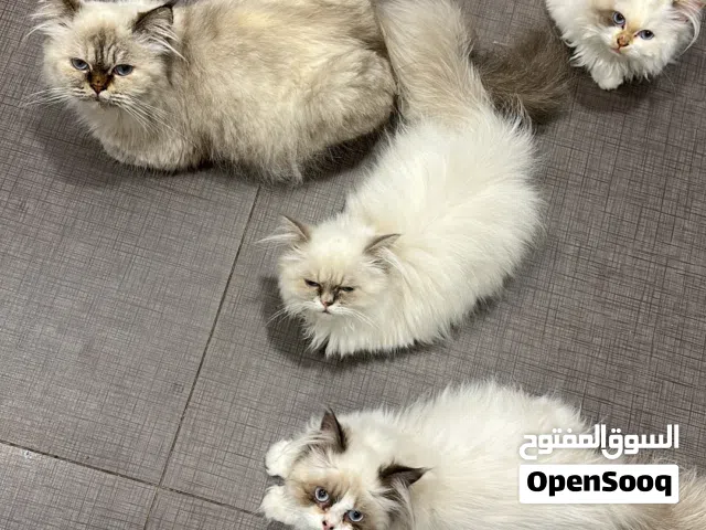 قطط لتبني cat