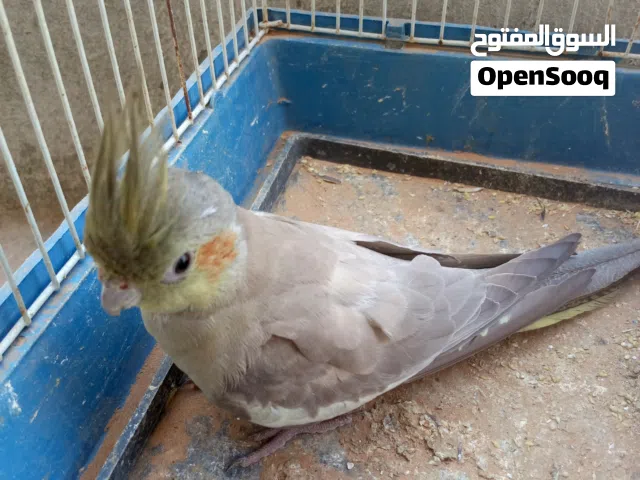 انثى كوكتيل جاهزة ومضمونة للبيع