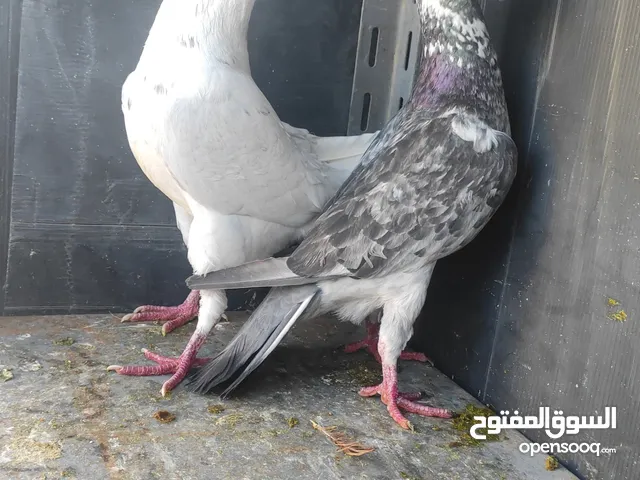 جواز حمام للبيع