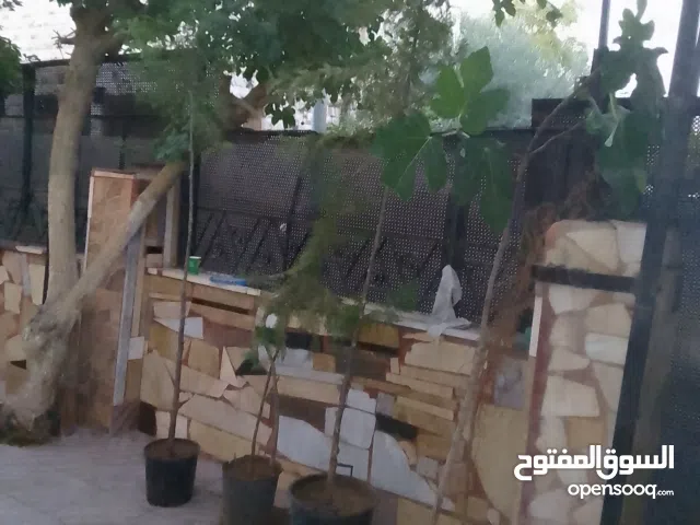 شجر صنوبرزينة مع القوار للبيع بسعر مغري عمر 8 سنوات تقريبا