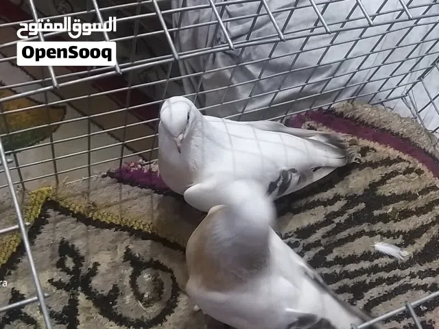 زوج مصراويات للبيع نظيفات وجاهزات ...