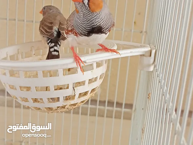 جوز طيور زيبرا منتج مع قفص Zebra finch pairs with a cage