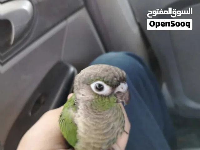 فرخ كنيور كيف مفطوم