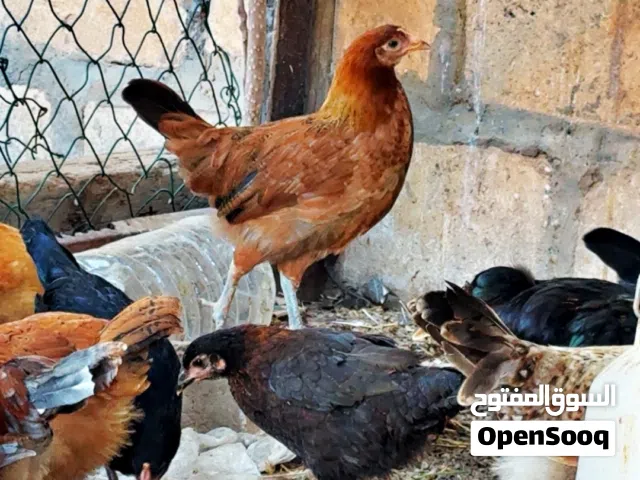 دجاج للبيع 25