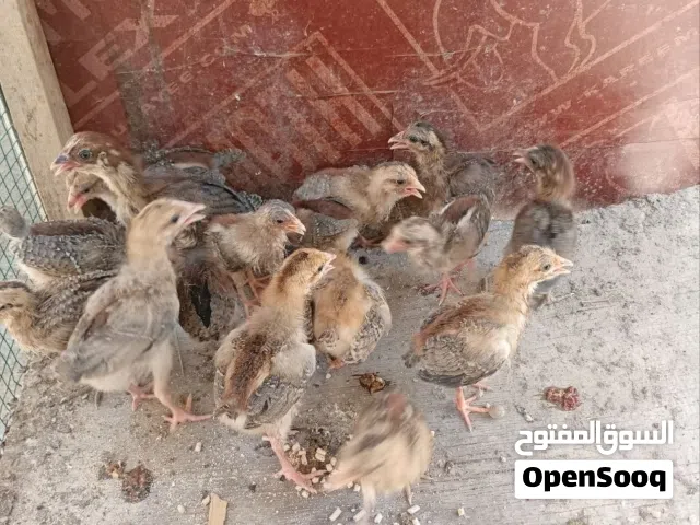 سلام عليكم متاح افراخ دجاج كويتي شمسي وفري ماخذات لقاح سعر الزوج ب5 العمر شهر