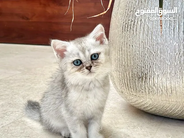 Straight Silver Kitten **Only 3 Months**