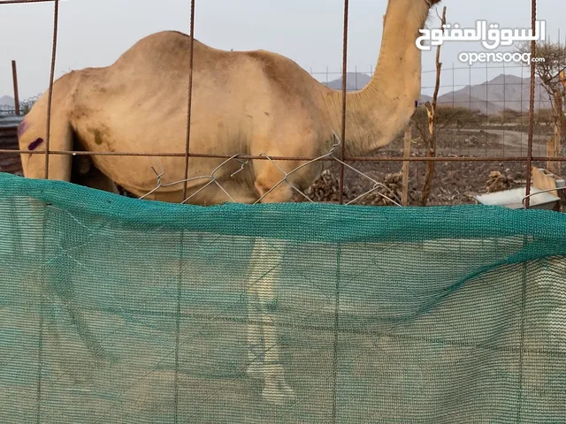 بسم الله الرحمن الرحيم