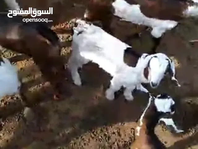 تيوس تهاميه في صنعاء من عمر3اشهر الى 5اشهر