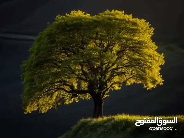 شقة البيع شارع 24 نابلس