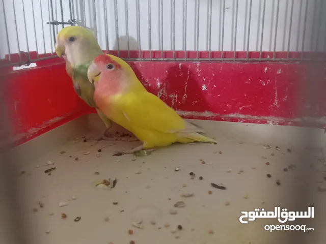 حب و روز بسعر مغري