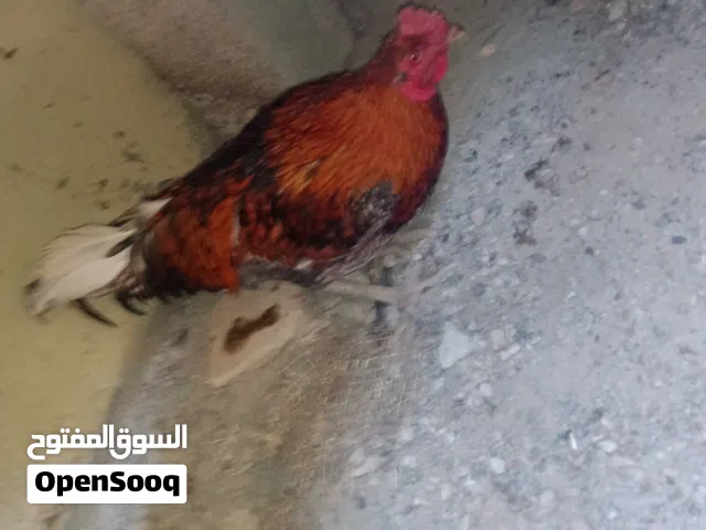 ديك باكستاني