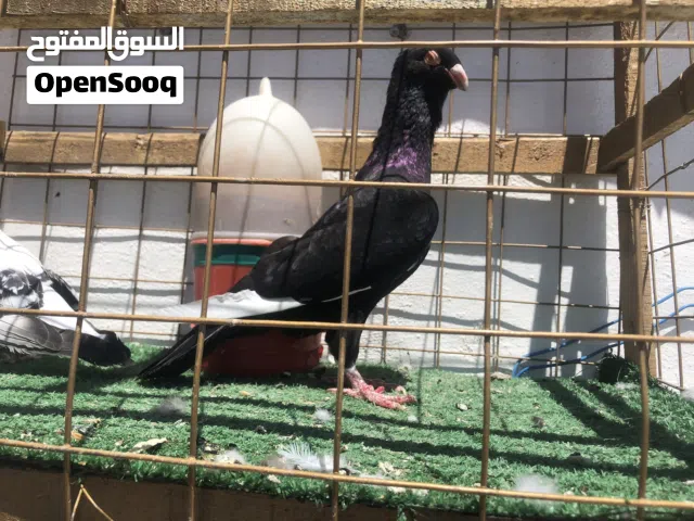 طيرتين (مسوده& وبوز)