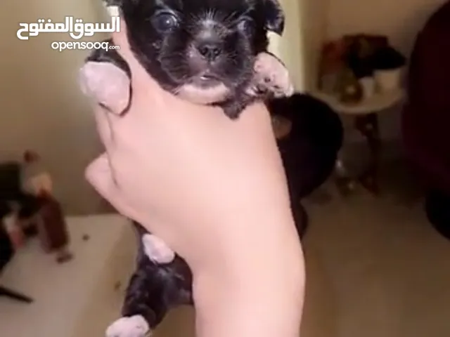 شيتزوو بيور ذكر وانثى عمرهم 45 يوم