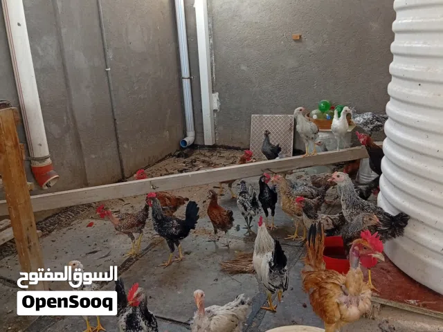 دجاج وديوجه هرفيات واصلات الزوج20