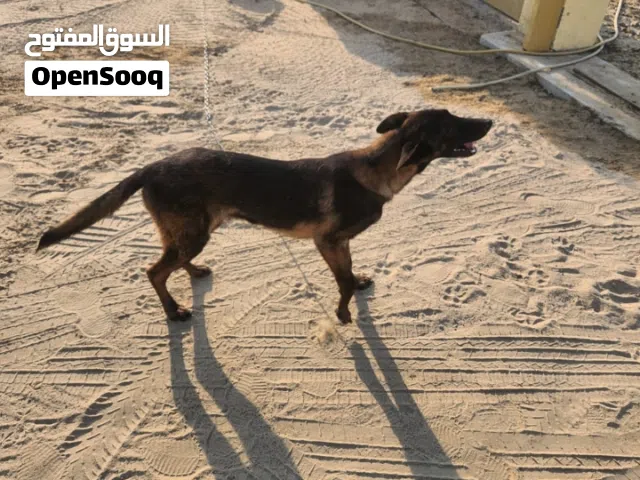 كلب مالينوا بيور بوليسي اصلي