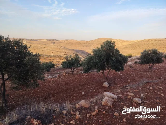 مزرعة لقطة مميزة مشجرة جرش دحل مساحة 3دونمات ونصف