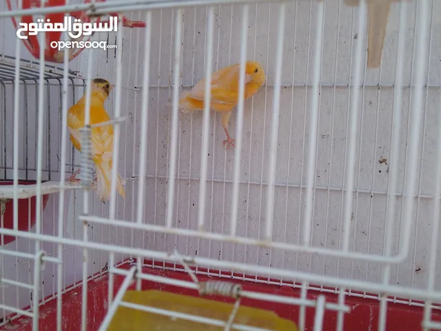 ذكرين كنار
