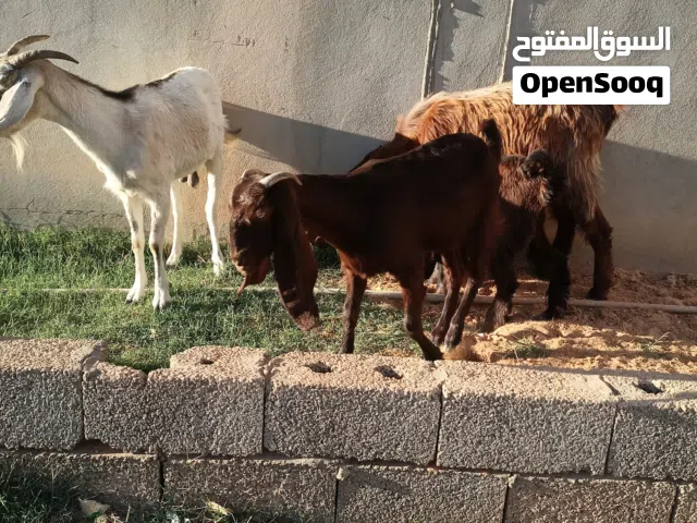 2زوز معزة عشار توميات