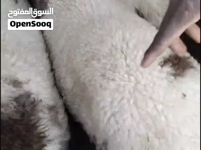 مطلوب حلال للبيع