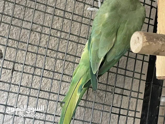 للبيع قفص وسط مع طيوره ومع بيوته