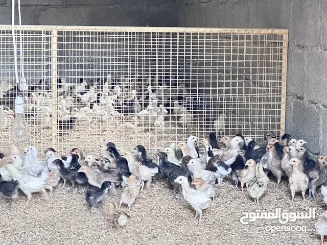 دجاج عماني هجين فرنسي