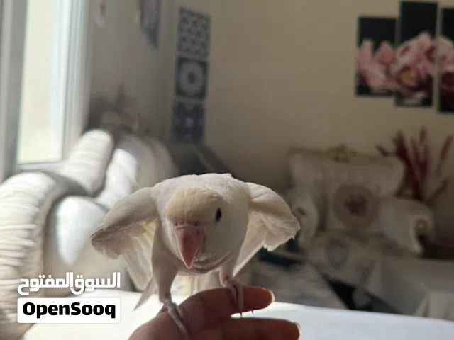 فرخ درة البينو اليف م يعض ابدا مفطوم