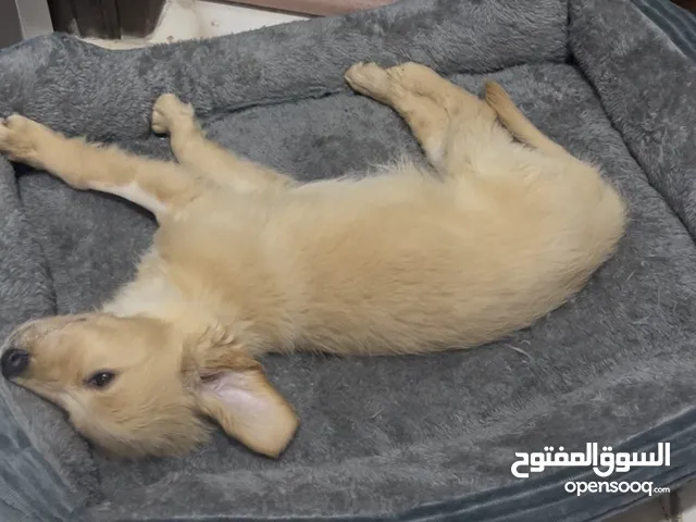 انثى كولدن عمر 3 اشهر