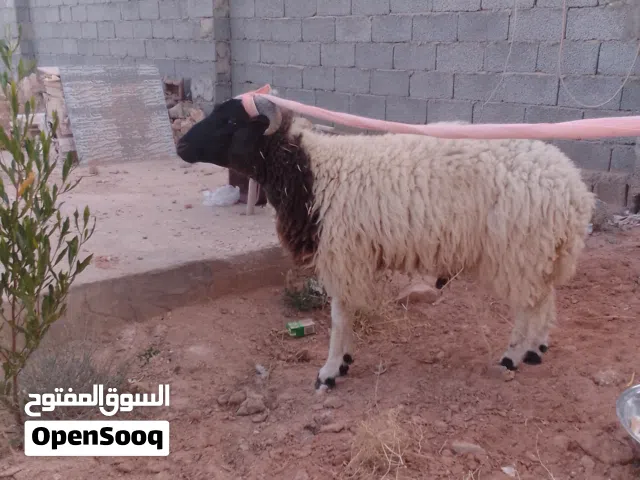 خروف للبيع