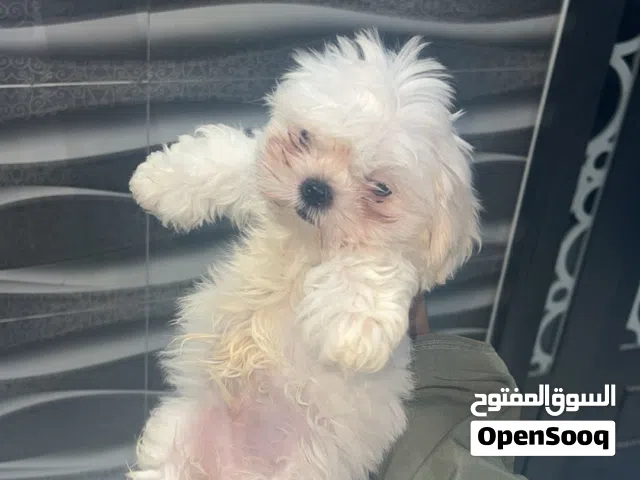 كلب شيتزو اليف جدا لون مميز