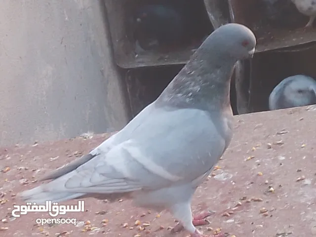 طير حمام جميل بصحه ممتازه