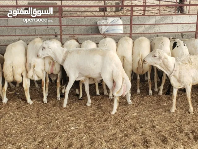 مسلخ الامانه نقم لبيع الاغنام والابقار