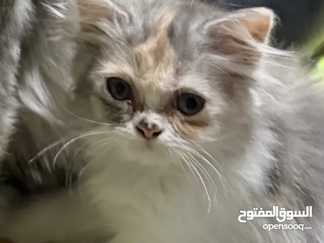 قطة هيمالايا بيور للبيع