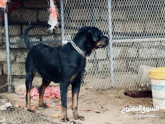 رود وايل عمر 8شهور مكان ابوسليم الهضبة القاسي