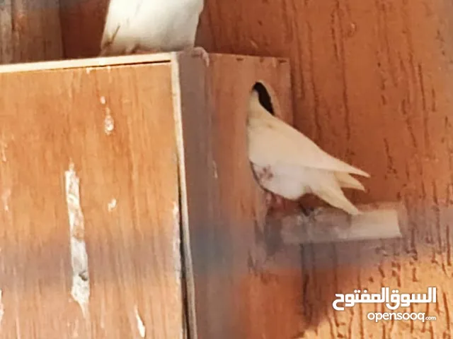 كوبيه البينو عين حمراء