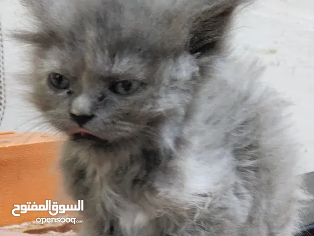 Cat for sale urgent sale on farwaniya
