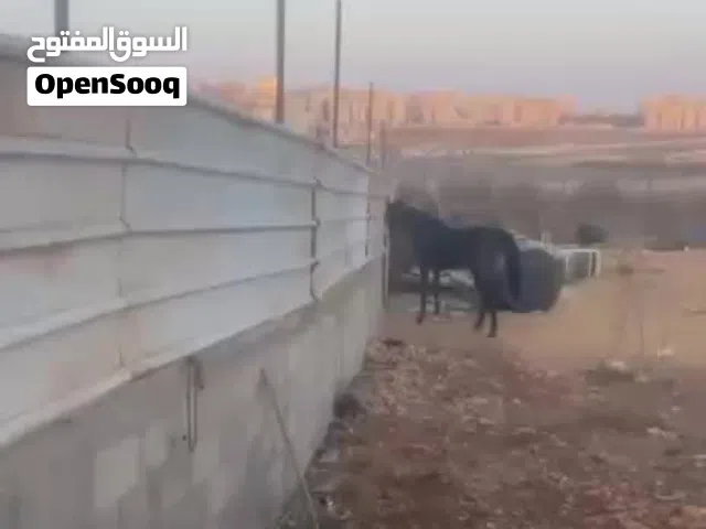 Farm Land for Rent in Ramallah and Al-Bireh Um AlSharayit