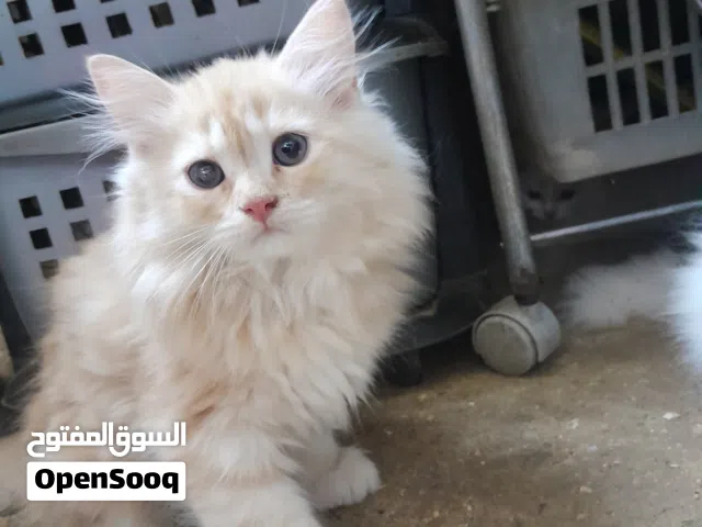 للبيع 5قطط نوع هملاياشيرازي كلهن بصحه جيدة ياكلن ومتعلمات عالتربوكس 3لون اصفرو2 لون ابيض