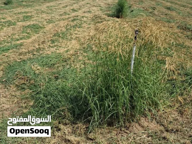 للبيع مزرعه الملده موقع جدا ممتاز